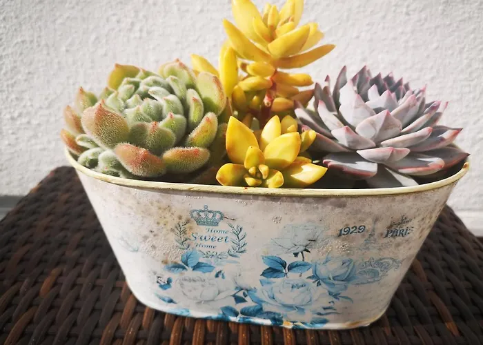 Family Surf - אכסניה *