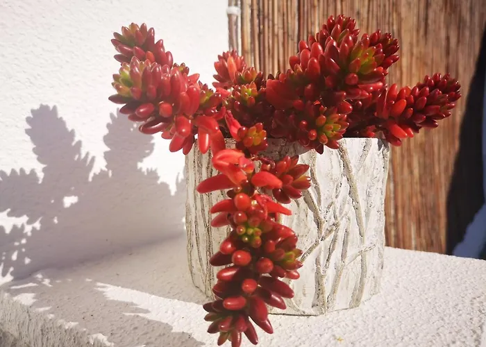 Family Surf - * מאפרה